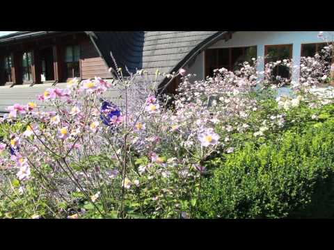 VOL.AT-Gartentipp: Die Japanische Herbst-Anemone