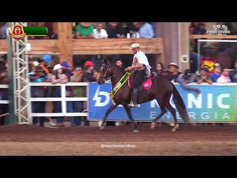 Mangalarga Marchador Éguas Campeãs Nacionais de Marcha Batida 2022