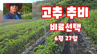 고추 추비3차 비료 선택 수용성 비료 멀티 (고추재배방법)