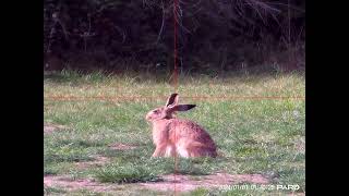 🔥 Meet the Pard Night Stalker Mini