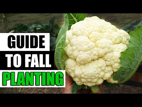 Strawberry Plant Revival Make More And More Strawberry Plants