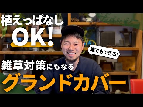 地被植物として忍び寄るセアノテ 2023