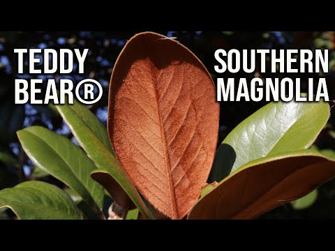 🌳Teddy Bear® Southern Magnolia / Fragrant Evergreen Native