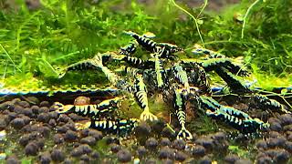 Caridina sp.Black Galaxy (Pinto Galaxy)