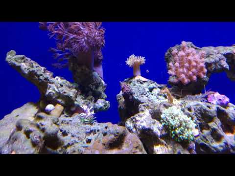 Zakładanie akwarium morskiego - pożegnanie