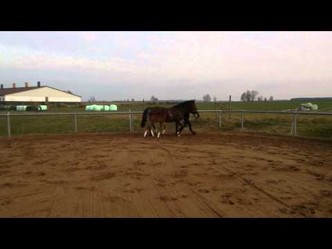 Candeloro v. Cascadello