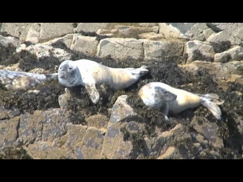 download lagu mp3 mp4 British Sea Life, download lagu British Sea Life gratis, unduh video klip British Sea Life