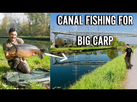 Quest for a CANAL 50 POUNDER - 2.5 year carp fishing journey!