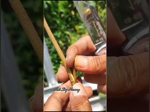 Amazing lemon grafting method #shorts  #graftingtechnique #graftingplants#graftingmethod