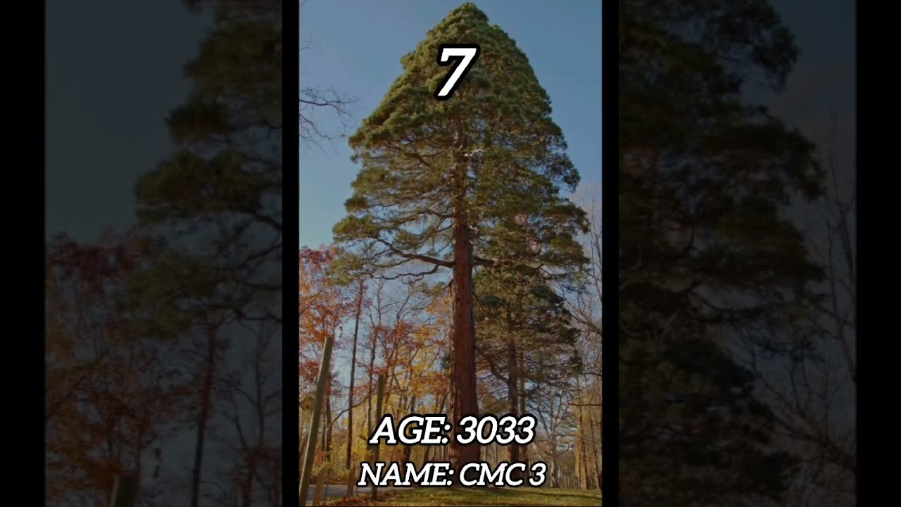 The top 10 oldest trees in the world!  #world #top10 #cool #tree #oldisgold #nature