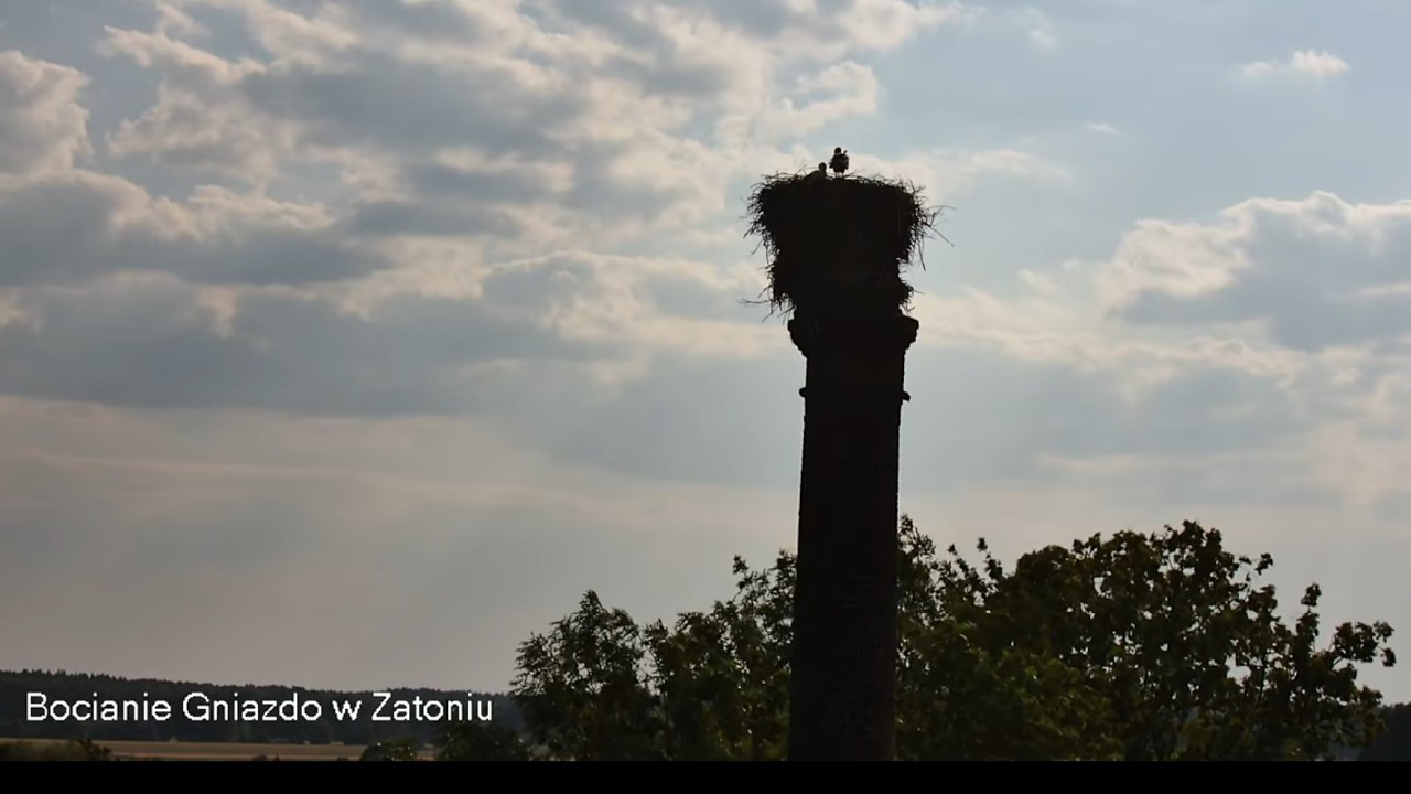 Live webcam view of White Stork Nest on Old Chimney
