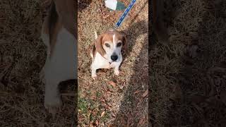 Video preview image #1 Beagle Puppy For Sale in Berlin, MD, USA