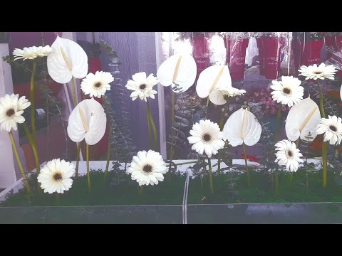 WHITE ANTHURIUM AND WHITE JABERA  #freshflower #arrangement