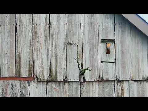Male Lands With Prey On Outside Cam View, June 22, 2018 | Wisconsin Kestrel Cam