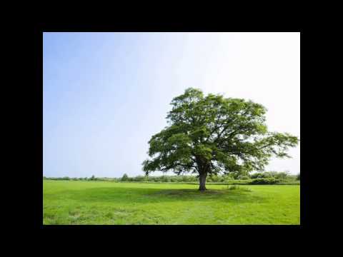 035. Pilda smochinului neroditor