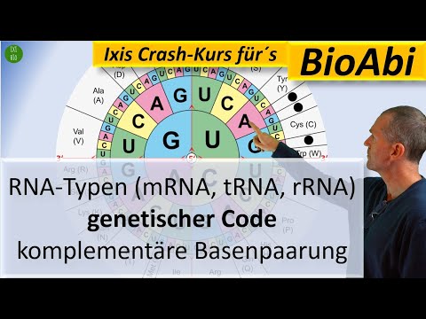 RNA-Typen (mRNA, tRNA, rRNA), Genetischer Code und Komplementäre Basenpaarung - Anwendungsaufgaben