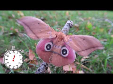 Blushing Emperor Moth - 60 Seconds (one minute) life cycle - Saturniidae from Africa - Lifecycle