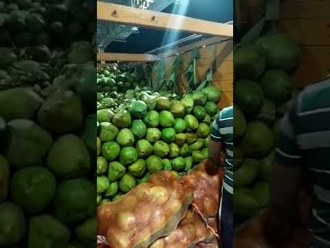 A grade solid green young coconut, packaging size: truck lod...