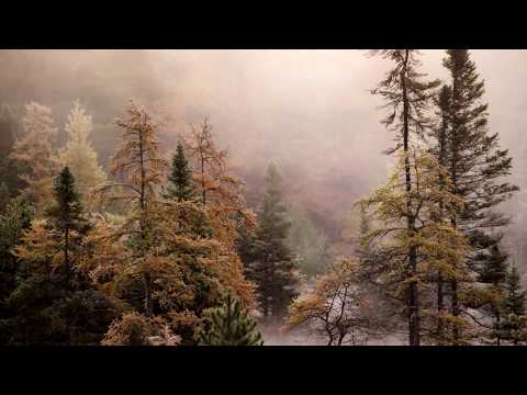 Ilya Kuznetsov - Lifetime