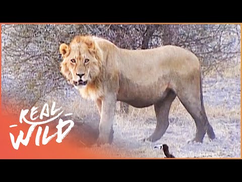 The Incredible Animals In Southern Africa | Botswana's Wild Kingdoms | Real Wild