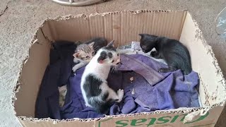 可愛いすぎる子猫 Part 13 || 芸能界ニュース