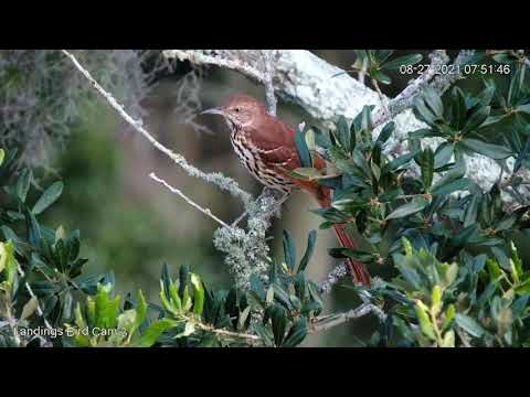 Brown Thrasher Poses For Cam In Savannah, Georgia – Aug. 27, 2021