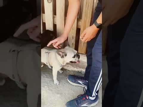 Vídeo de CHICO