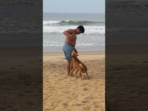 Doggie on the beach l blueflagbeach