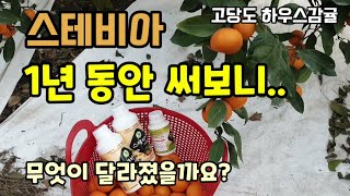 과일의 품질을 높이는 스테비아 감귤에 1년 동안 사용했더니 무엇이 달라졌을까요? 과일의 당도 식감 저장성 등