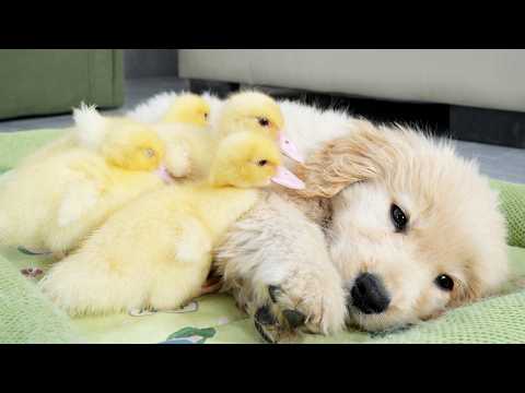 YouTube 썸네일