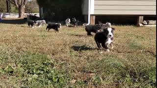 Video preview image #1 Australian Shepherd Puppy For Sale in LEXINGTON, NC, USA