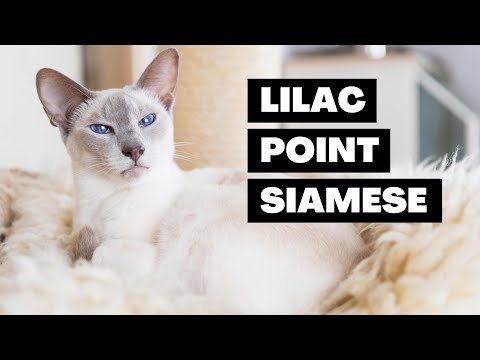 Lilac Point Siamese Cats - Everything You Need to Know