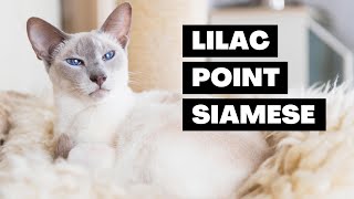 Lilac Point Siamese Cats - Everything You Need to Know