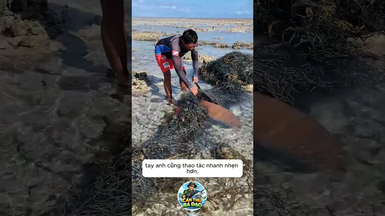 Giải cứu cá mập mắc cạn trên bãi cát