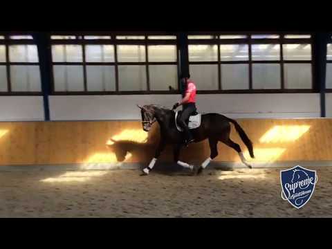 2013 Mare by Bon Bravour x Donnerhall x Rubinstein