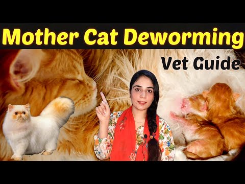 What Dewormer Is Safe For Lactating Cats?/  Nursing Cats deworming /Dr.Hira Saeed