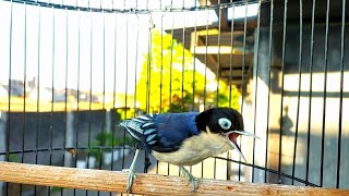 Download lagu RAMBATAN DORAEMON BETINA GACOR mp3