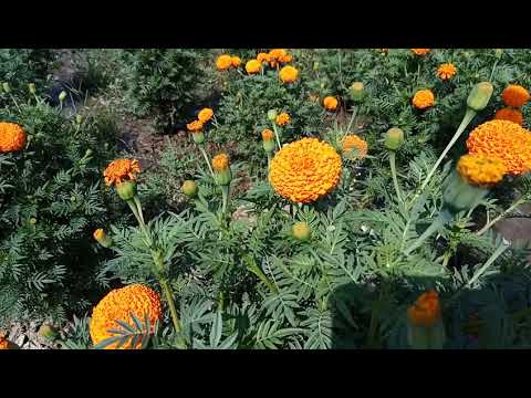 Tirath flower Rewa (mob.no.9993901158)