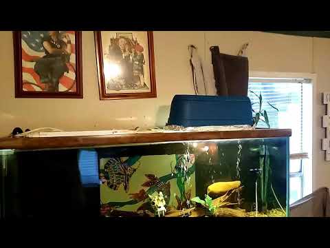 download lagu mp3 mp4 Flowers Salvage, download lagu Flowers Salvage gratis, unduh video klip Flowers Salvage