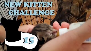 New Kitten Challenge 2.0 E15