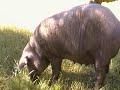 Carnes Cesáreo Gómez: cerdo ibérico de bellota, el milagro de la dehesa