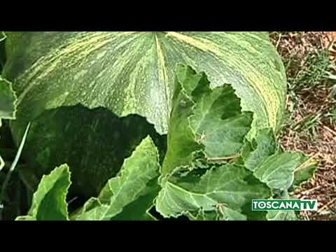 2018-07-17 TOSCANA - MALTEMPO, PIOGGIA E VENTO A FIRENZE, DANNI NEL PISANO