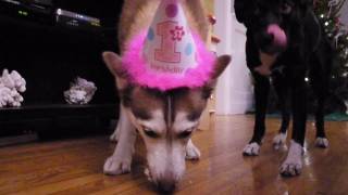 Laika's 1st Birthday Party!