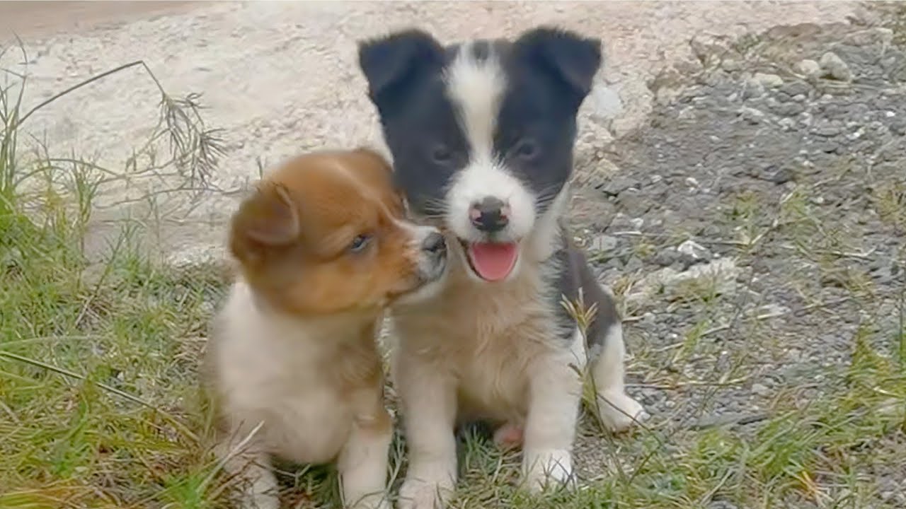 Two puppies lived outside an empty house, tended to daily by a caring man!