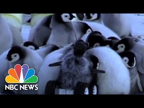 Robotic Baby Penguin Helps Scientists | NBC News