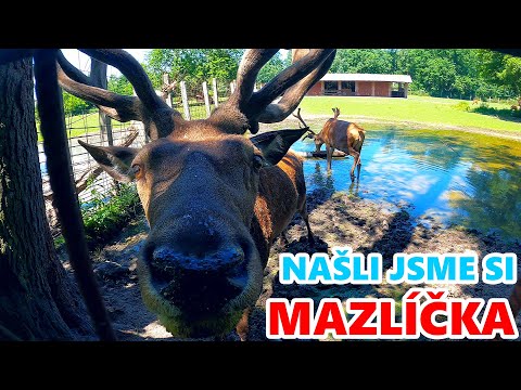 NAŠLI JSME SI NOVÝHO MAZLÍČKA - WEEK #267