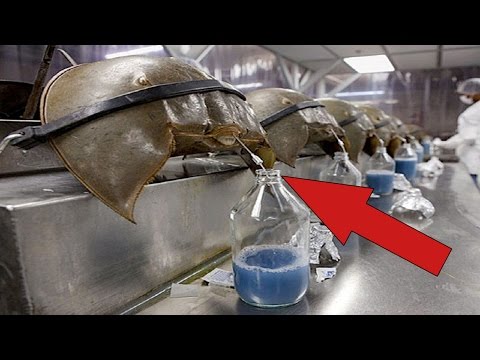 Dünyadaki En Pahalı ve Değerli 10 Sıvı