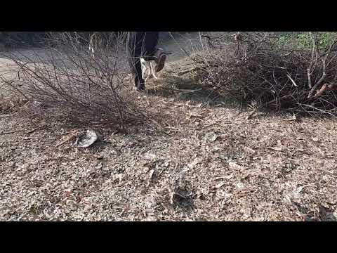 Dog Eating Food In Farm House Cute Dog