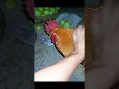 Gà trống không nên nuôi quá 3 năm | Mê Lướt