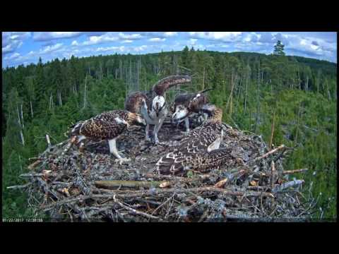 Fish delivery to full-grown osprey’s chicks / Estonian Osprey nest